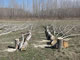 [photo:] Poplar energy crops recently harvested for evaluation of aboveground carbon storage.