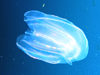 Helmet Comb Jelly