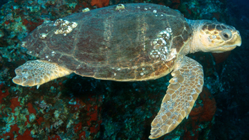 A sea turtle