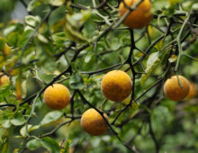 Trifoliate orange fruiting at the Brooklyn Botanic Gardens. (Steven Severinghaus, CC BY-NC-SA 2.0)