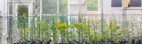 Poplar (Populus trichocarpa and P. deltoides) grow in the Advanced Plant Phenotyping Laboratory (APPL) at Oak Ridge National Laboratory in Tennessee. Poplar is an important biofuel feedstock, and Populus trichocarpa is the first tree species to have its genome sequenced — a feat accomplished by JGI. (Image courtesy of Oak Ridge National Laboratory, U.S. Dept. of Energy)