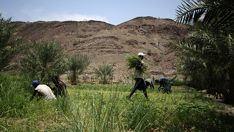 A farmer carries a bundle of crops in Djibouti