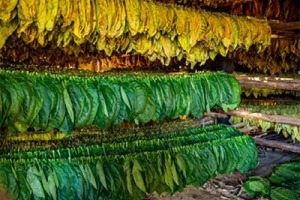 Rows of tobacco leaves hanging to dry.