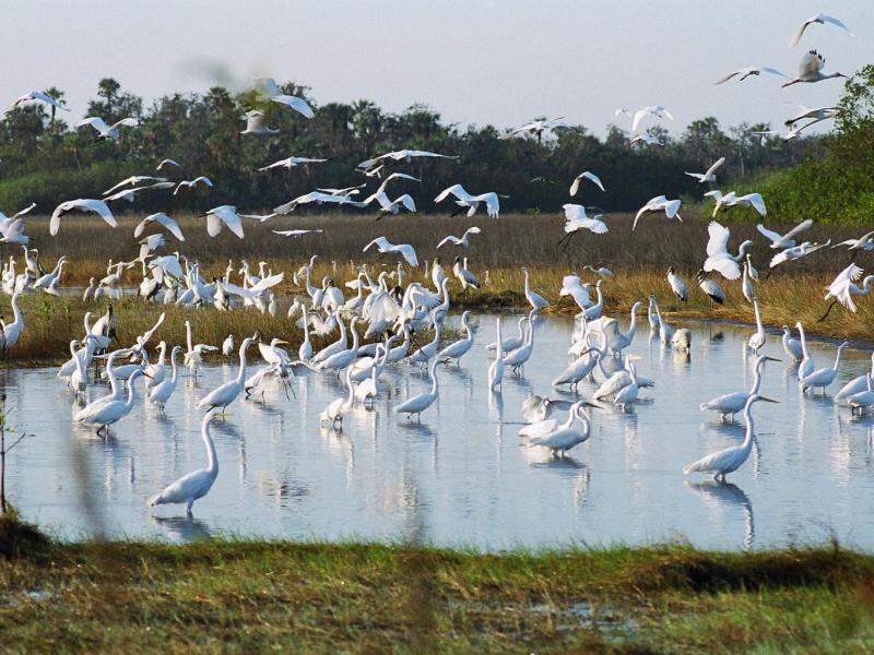 Mixed Waders