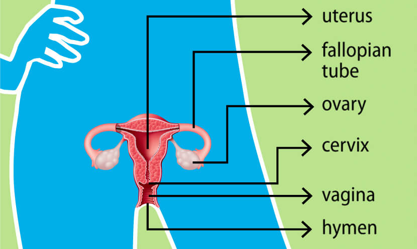Map image of the female reproductive system including the uterus, fallopian tube, ovary, cervix, vagina, and hymen.