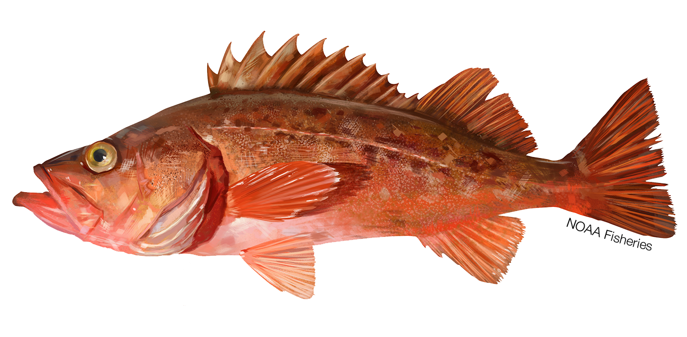 Illustration of a Bocaccio rockfish.