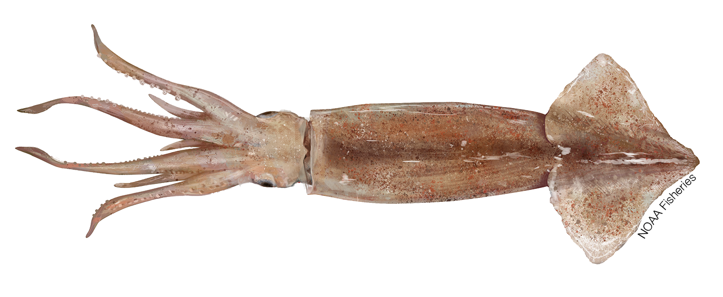 shortfin squid