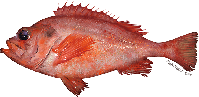 Acadian redfish