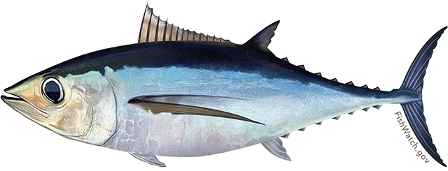 Illustration of a Pacific Albacore Tuna