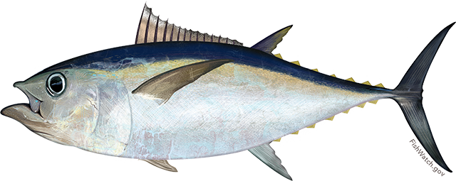 Pacific bigeye tuna