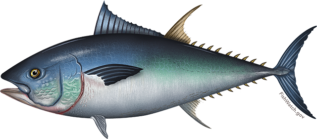 Illustration of a Pacific Bluefin Tuna