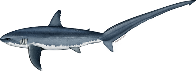 Illustration of a Pacific Common Thresher Shark