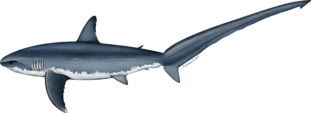 Illustration of an Atlantic Common Thresher Shark