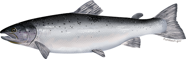 Illustration of an Atlantic Salmon.