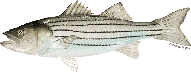 Illustration of Atlantic Striped Bass