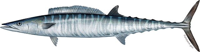 Illustration of a Pacific Wahoo