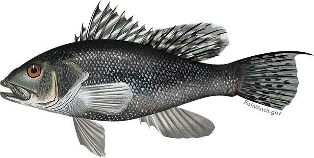 Black sea bass