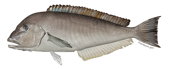 Illustration of Blueline Tilefish