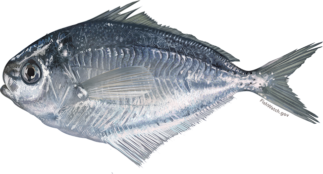 Illustration of a Butterfish