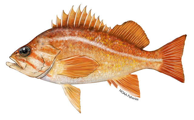 Canary rockfish illustration.