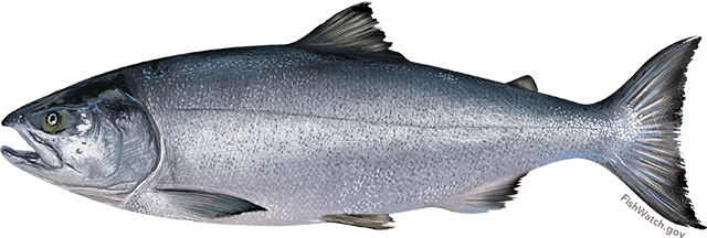 Chum Salmon illustration