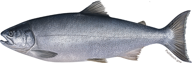 Coho Salmon illustration