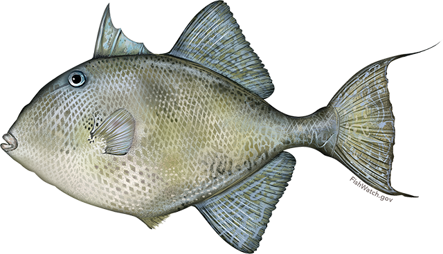 Gray triggerfish