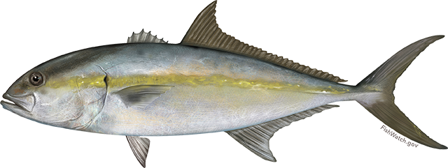 Illustration of a Greater Amberjack.