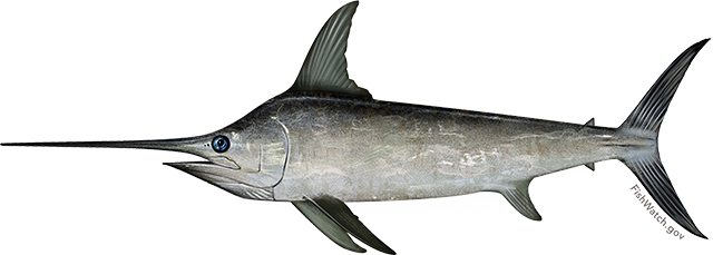 North pacific swordfish
