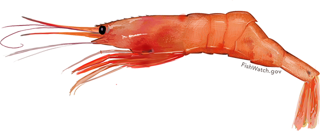 An illustration of an Atlantic Northern Shrimp