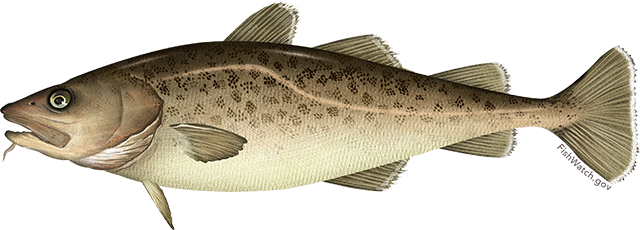 Illustration of a pacific cod