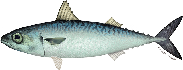 Illustration of a Pacific Mackerel