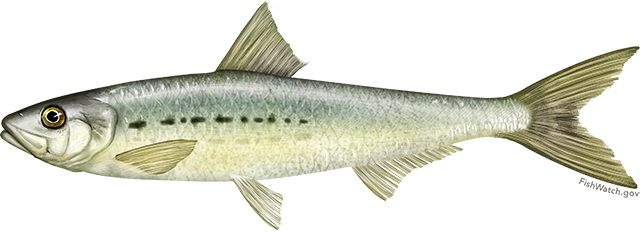 Pacific sardine illustration.
