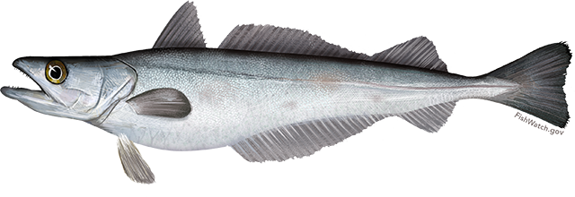 Illustration of a Pacific Whiting