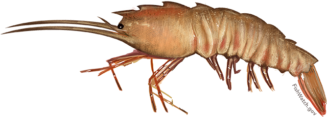 Illustration of a Brown Rock Shrimp