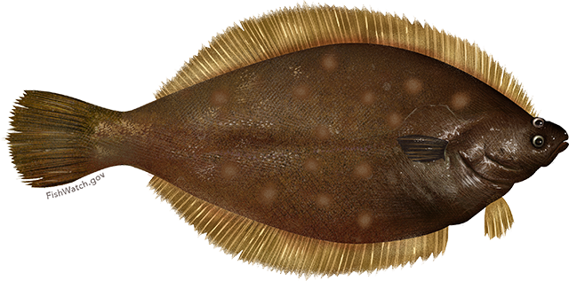 Yellowtail flounder