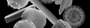 Scanning electron micrographs of diverse diatoms. (Credits: Diana Sarno, Marina Montresor, Nicole Poulsen, Gerhard Dieckmann)