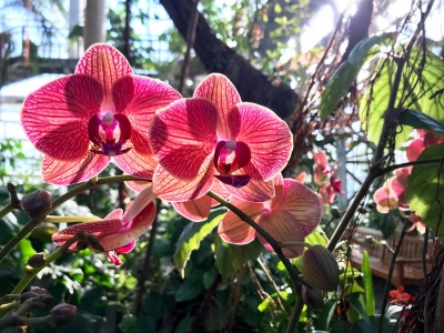 Orchid shines in sunlight amongst tropical plants