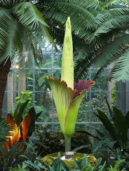 corpse flower at peak bloom in 2013