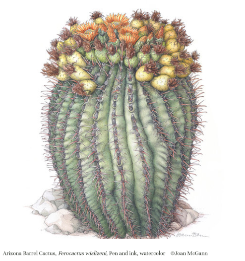golden barrel cactus illustration by Joan McGann