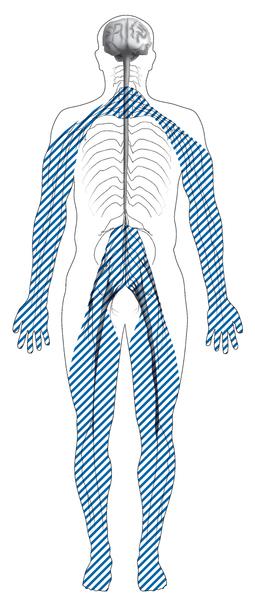Ilustración de la silueta de un cuerpo con líneas sombreadas que muestra la ubicación de los nervios afectados por la neuropatía periférica.