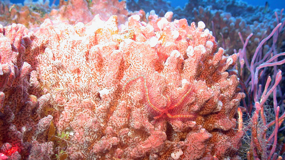 Large pink sponge, ropy purple sponges, and a brittle star at McGrail Bank