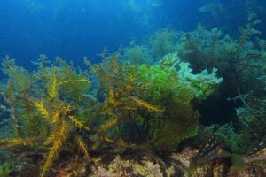  Reef near Catalina Island.