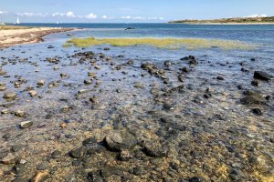 Tidal habitat on Cuttyhunk Island in Buzzards Bay, Massachusetts.