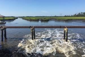 Proposed site for hydrologic and habitat restoration on Long Branch Creek in Charleston, South Carolina