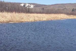 As part of the proposed restoration for St. Louis River Interlake, non-native cattail, seen here, will be removed and replaced with native emergent wetland species such as the culturally important wild rice.