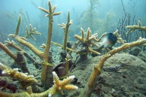 Underwater image of corals that were grown from fragments in an underwater "nursery" then outplanted to damaged reefs.