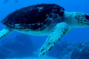 A loggerhead turtle swimming by divers in the Gulf of Mexico.