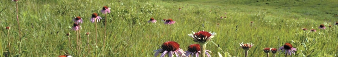 Eastern Tallgrass Prairie and Big Rivers Landscape Conservation Cooperative