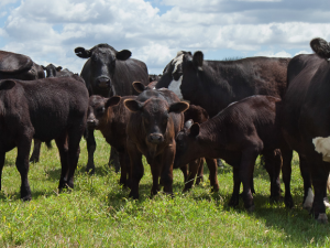 Aspirin After Calving Can Provide Relief to Dairy Cows, Increase Milk Production. Image of curious cows and calves on a farm; courtesy of Getty Images.